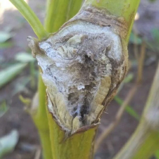 sclerotinia stem rot pepper 1560243046