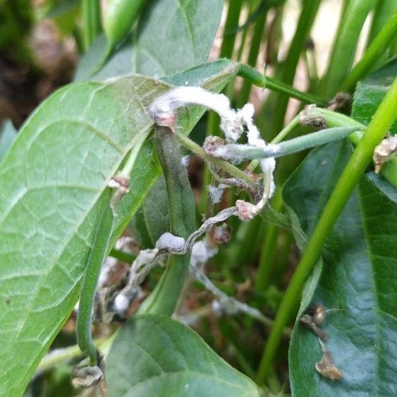 stem rot bean