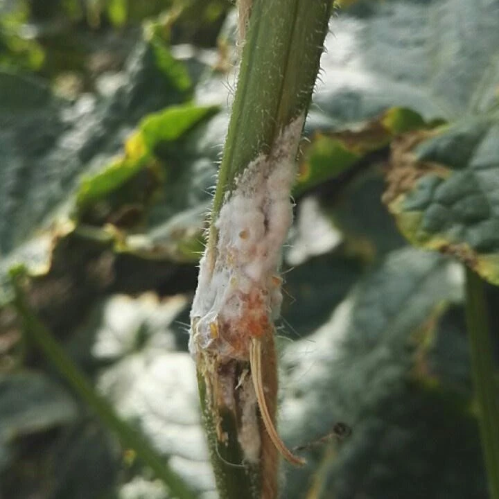 stem rot cucumber