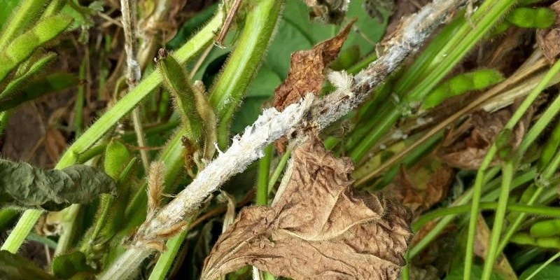 Stem rot disease in plants