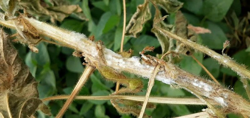 stem rot soybean