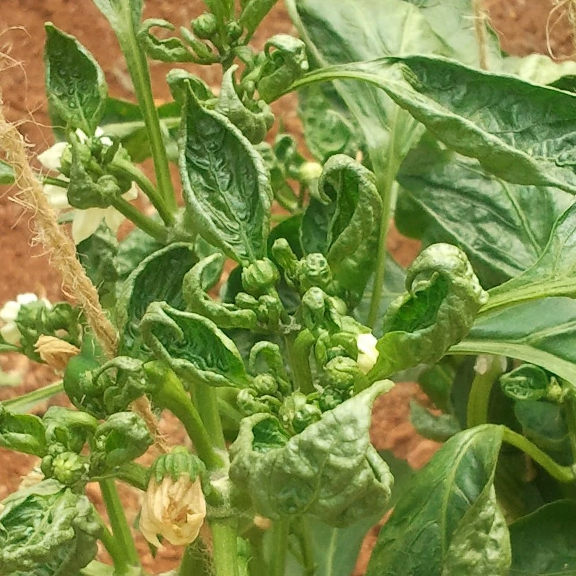 thrips damage on pepper plant