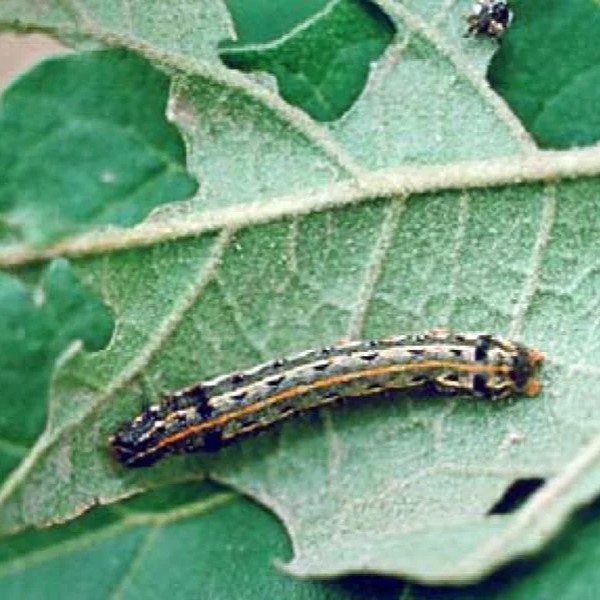 Tobacco caterpillar control

