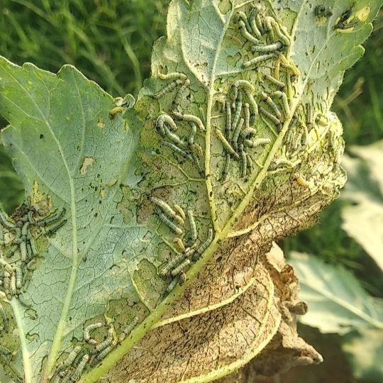 tobacco caterpillar okra