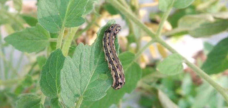 Tobacco caterpillar control

