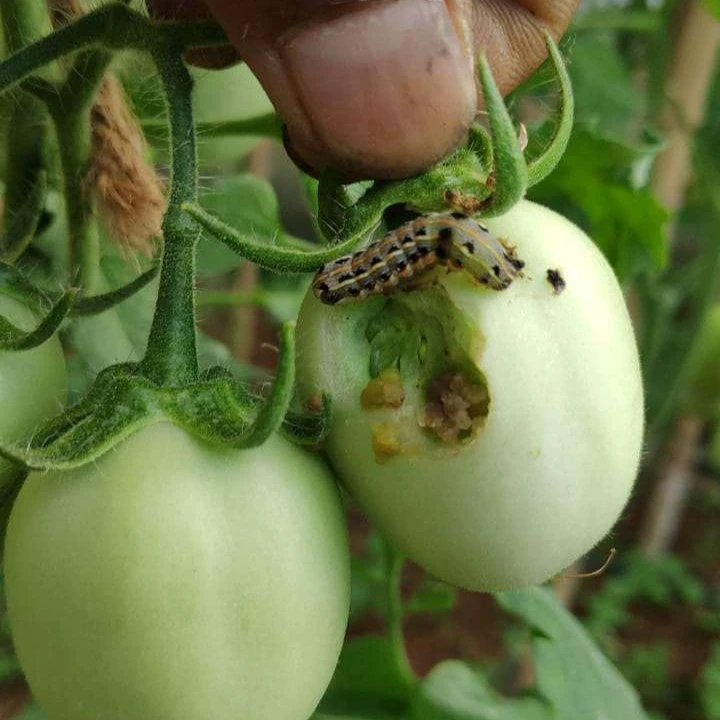 tobacco caterpillar tomato