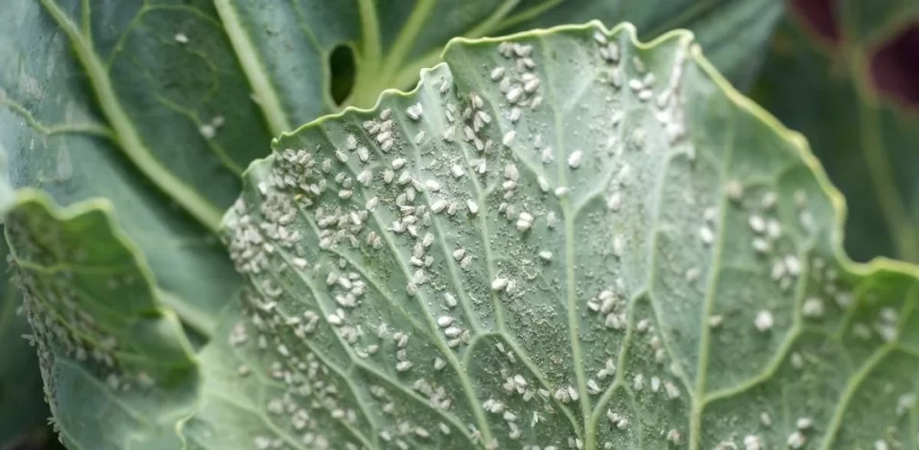 whiteflies treatment