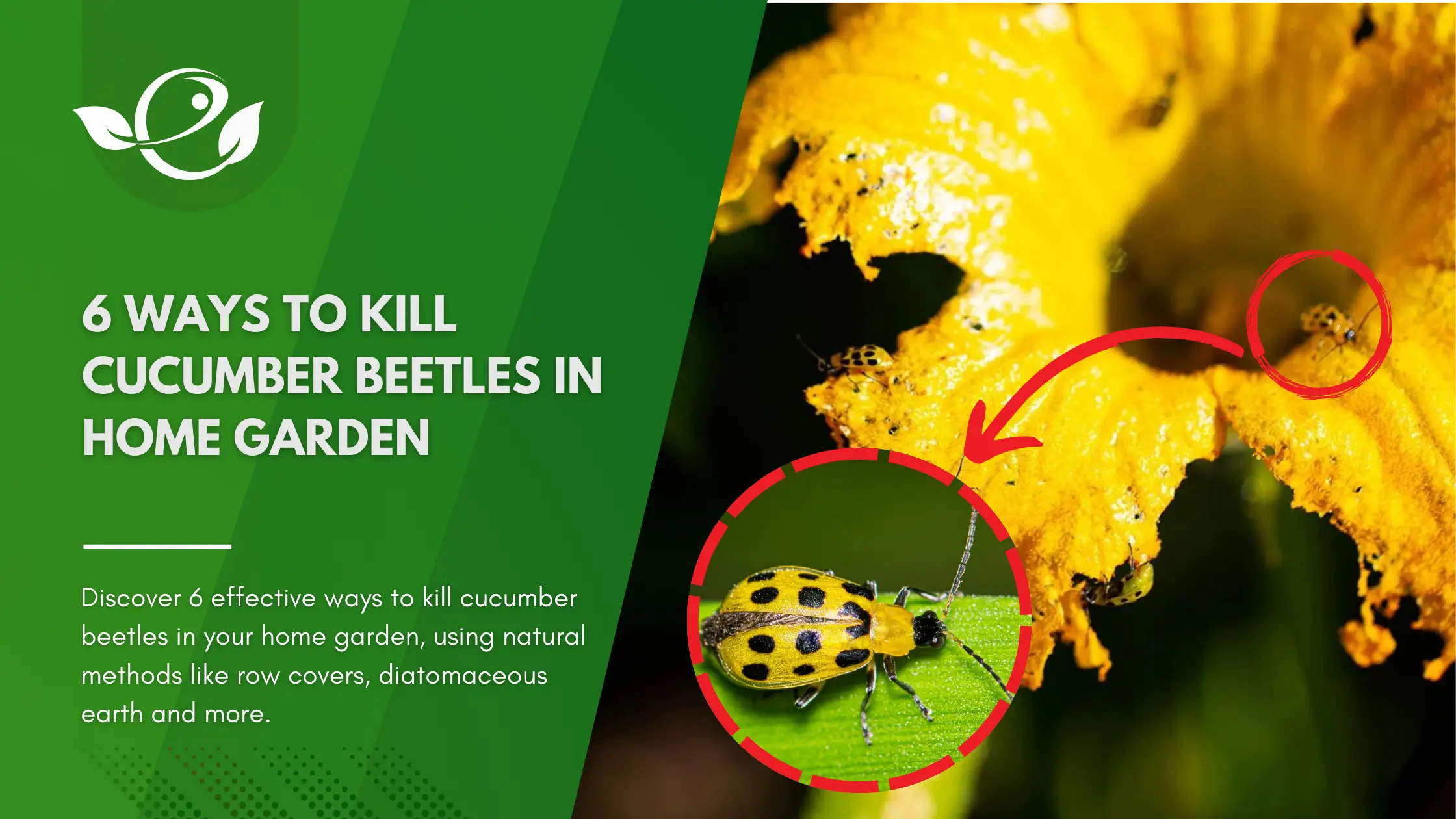 6 Ways to Kill Cucumber Beetles in Home Garden