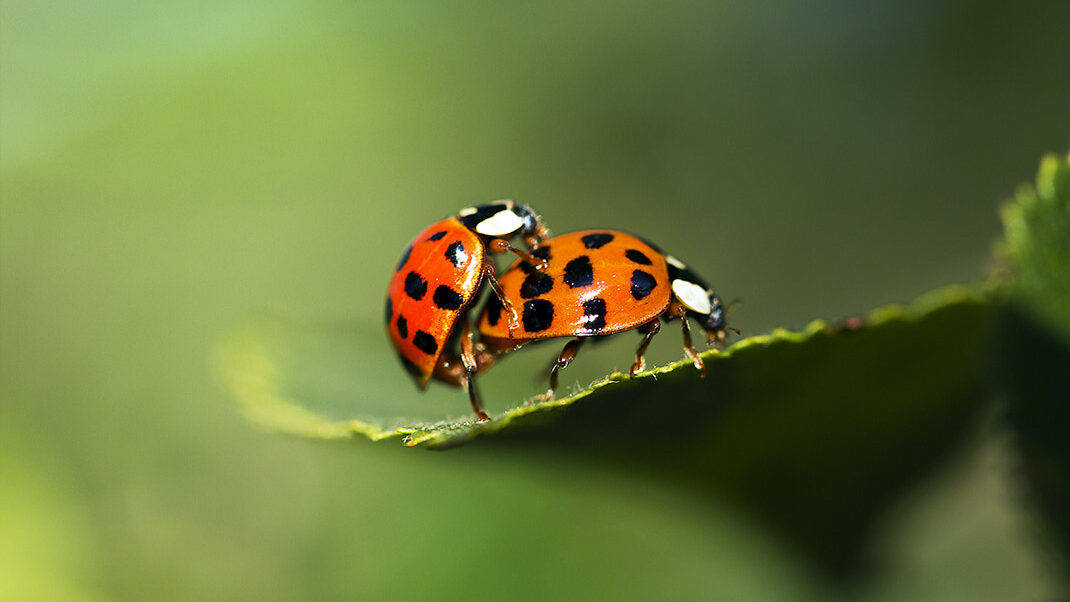 Beneficial Insects in Hydroponics