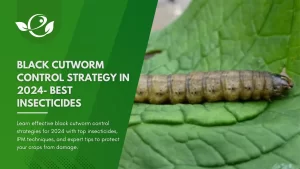 Black Cutworm Control Strategy in 2024