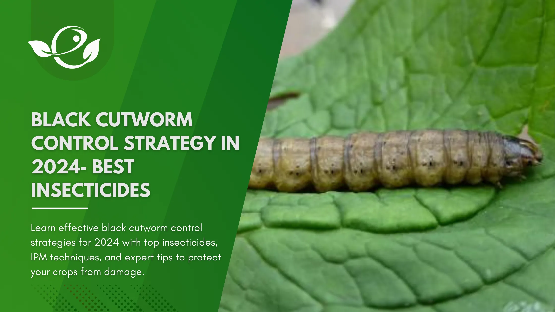 Black Cutworm Control Strategy in 2024