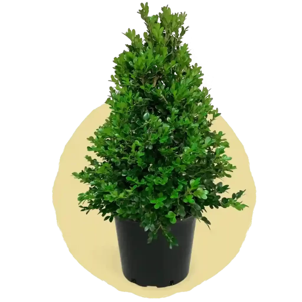 Boxwood e1726315566647