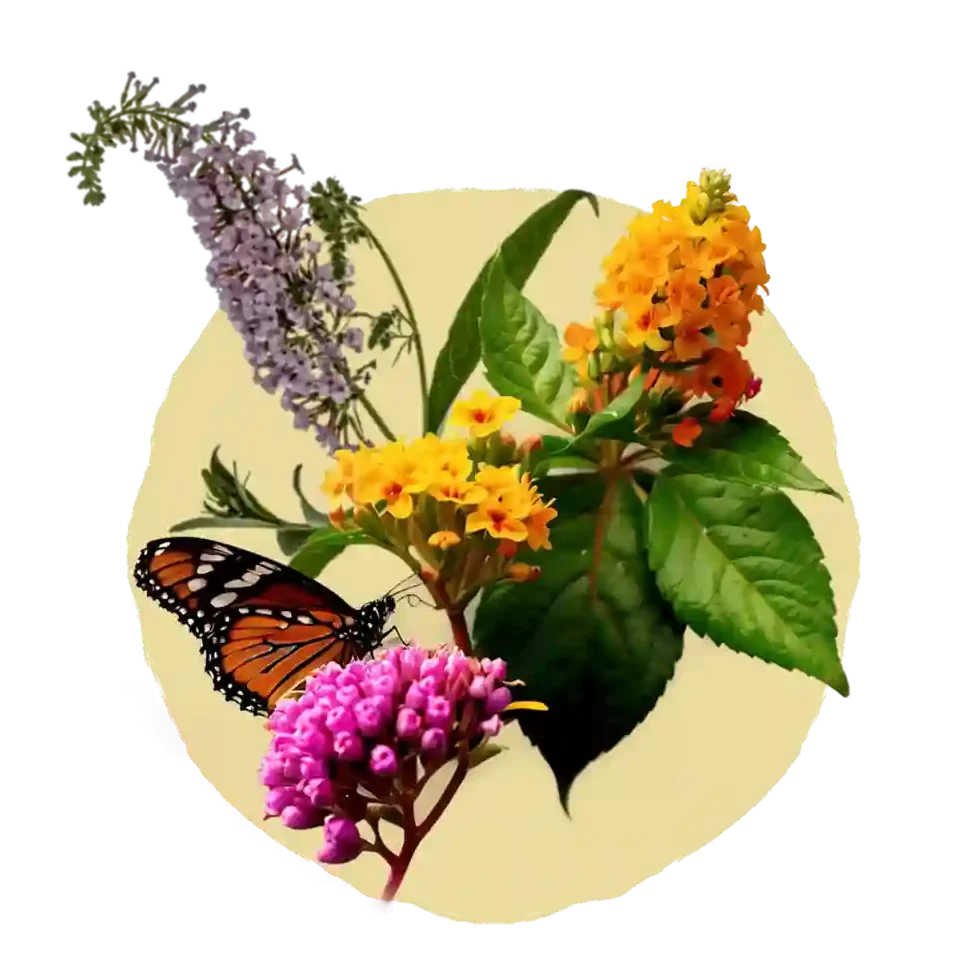 Butterfly Bush e1726316283862