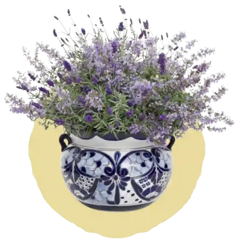 Catmint e1726313262291