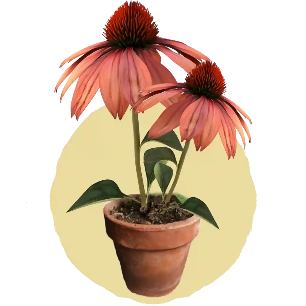 Coneflowers e1726288981737