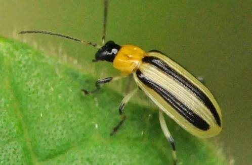 Cucumber Beetles