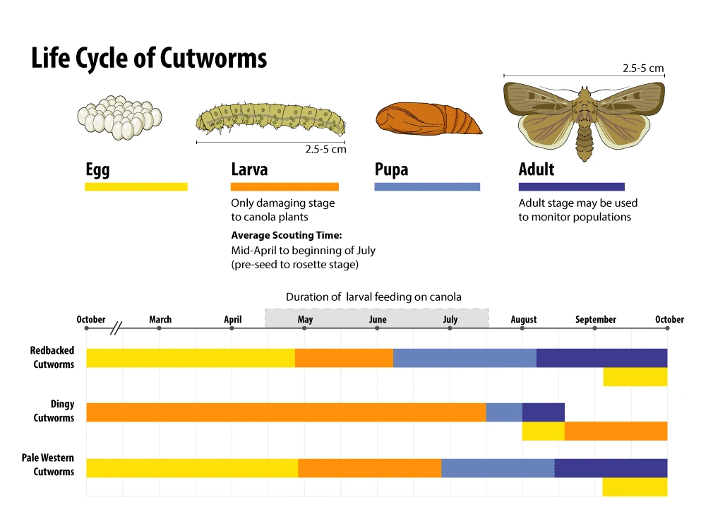 Black Cutworm