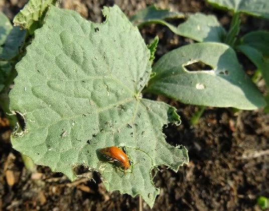 Red pumpkin beetle Raphidopalpa foveicollis damages cucurbit crops