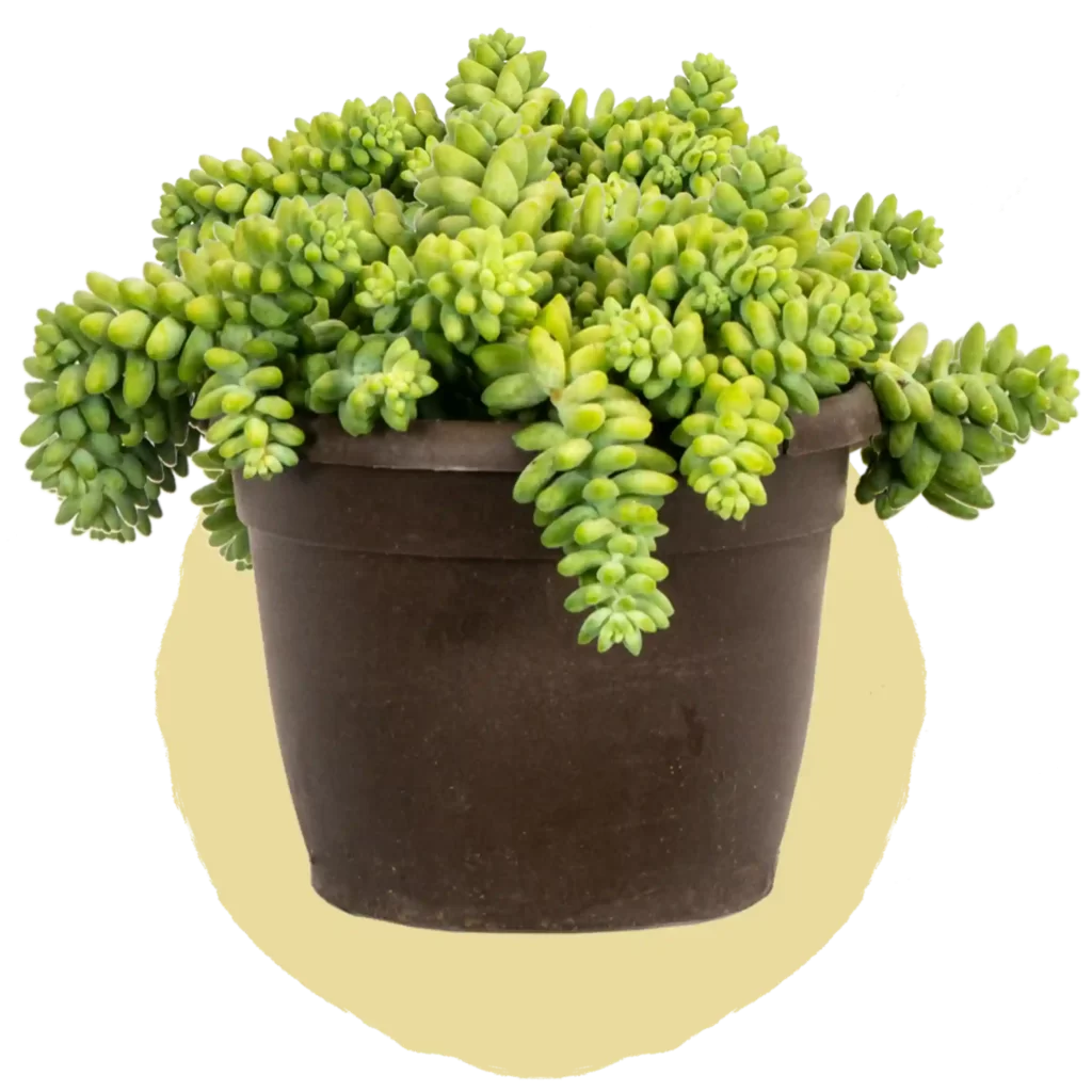 Sedum