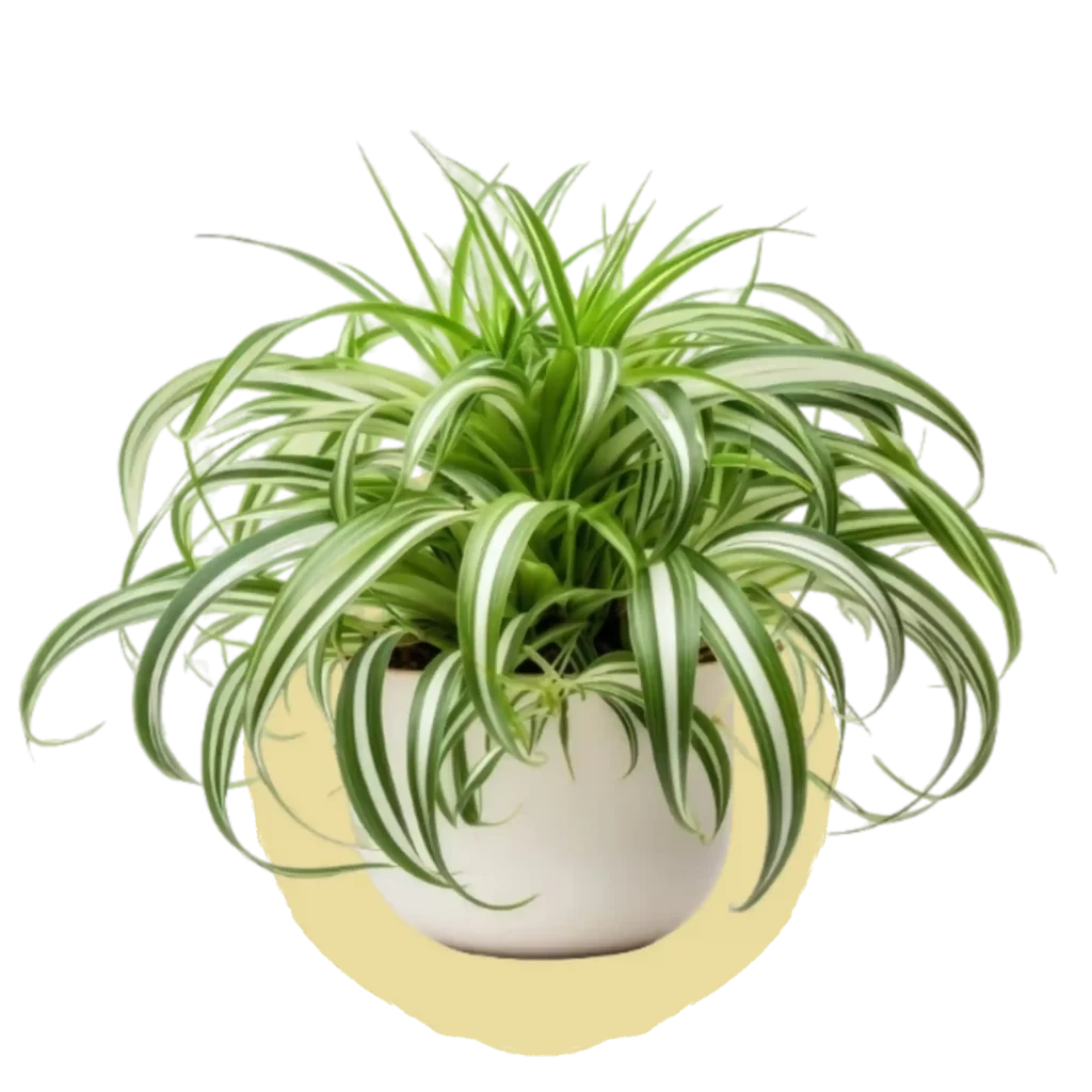 Spider Plant