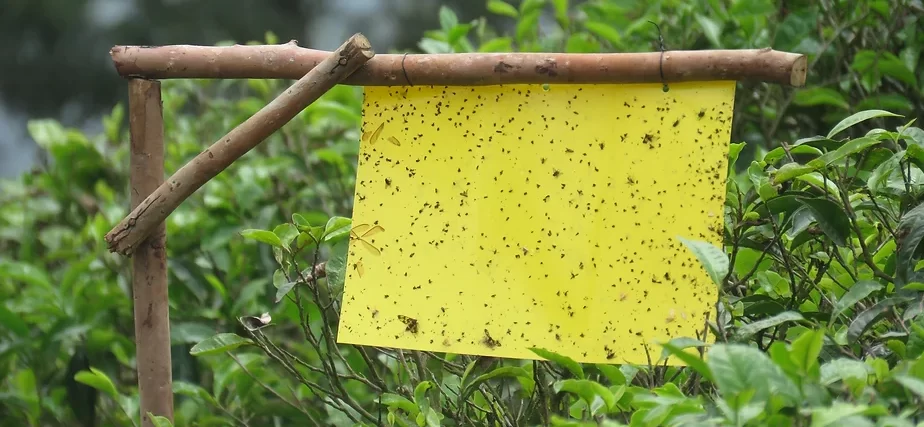 Yellow sticky traps e1726412179702