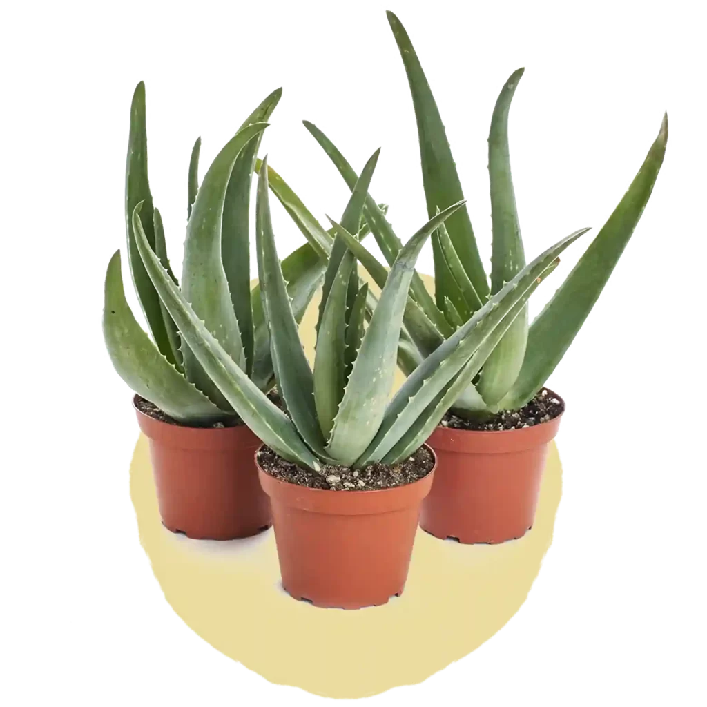 aloe vera 2