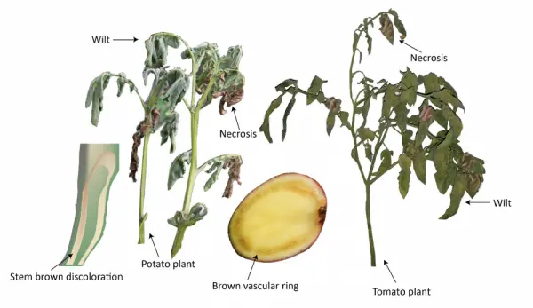 bacterial wilt cure