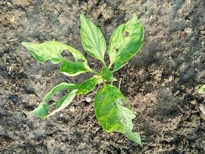 black cutworm pepper 1552660339