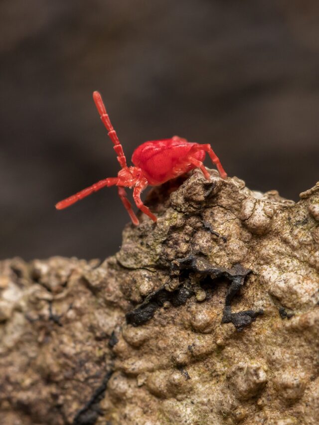 Most Dangerous Mites That Threaten Your Plants