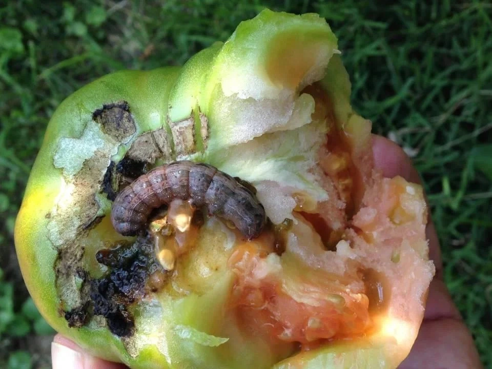 cutworm vegetables or university of maryland