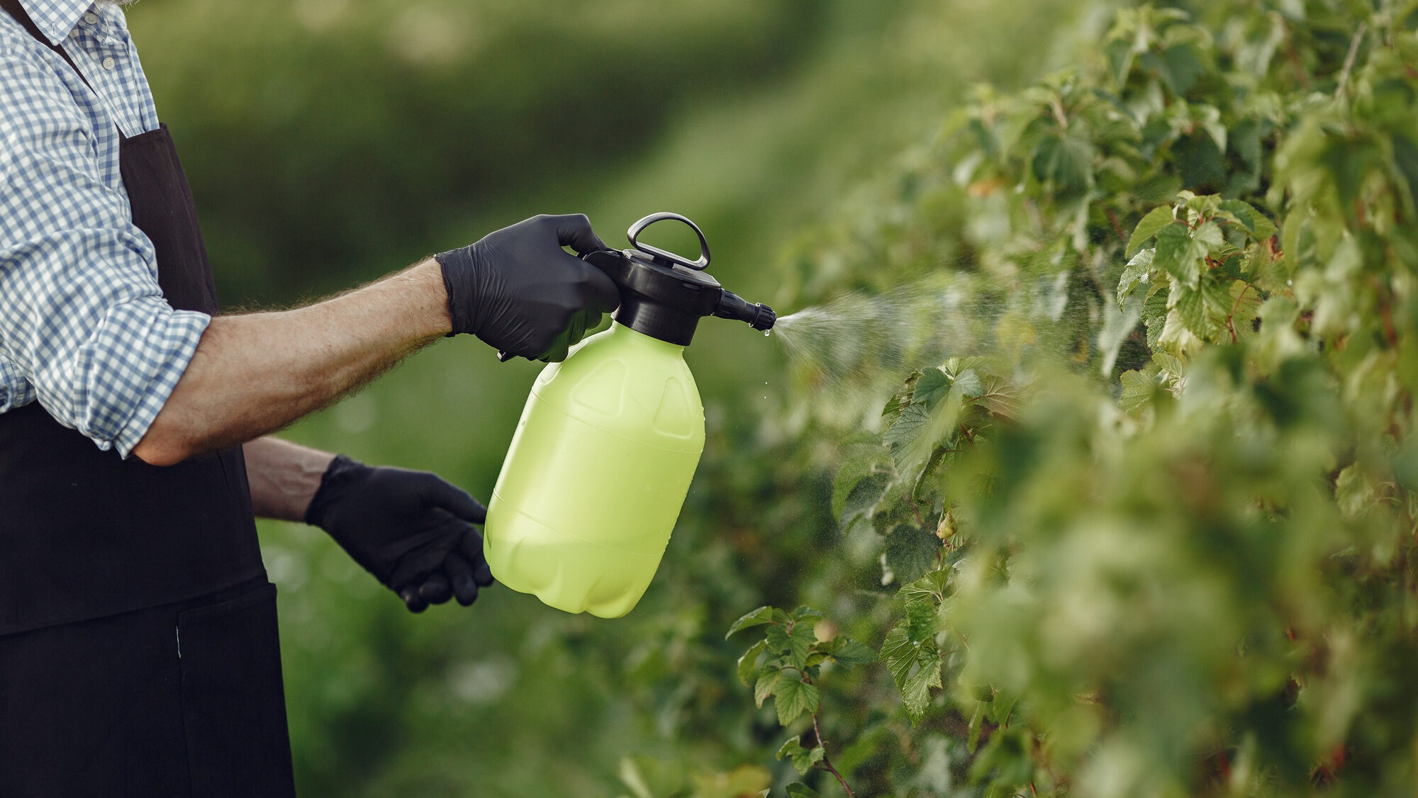 farmer-spraying-vegetables-garden-with-herbicides-man-black-apron