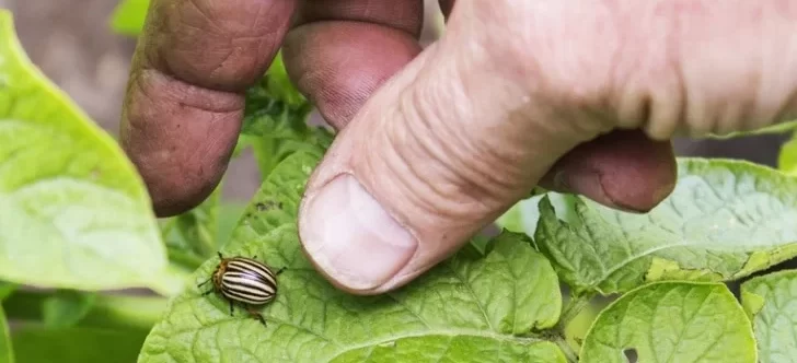 hand picking potato beetls from potato plant e1726412064336