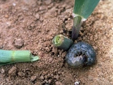 hgic veg ins CutWorm damage 5361045 400