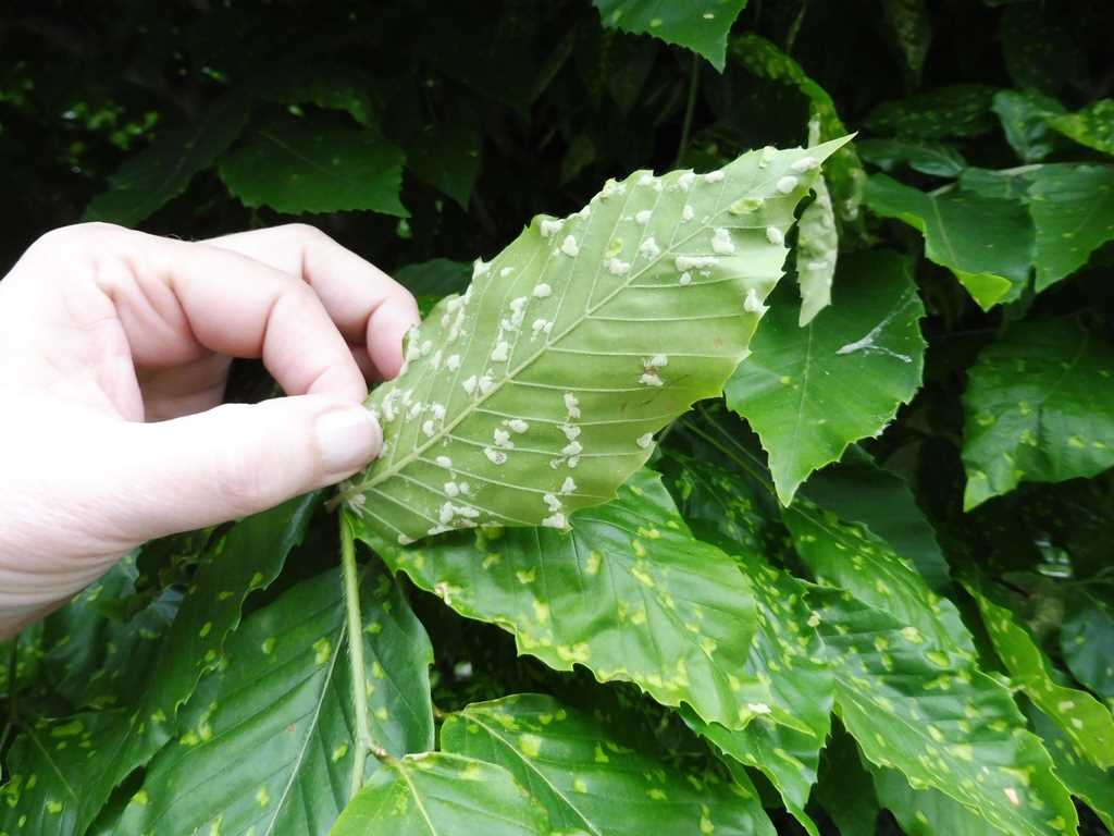 Insecticidal Soap for Plants: Make Your Own Spray 2 Insecticidal Soap for Plants