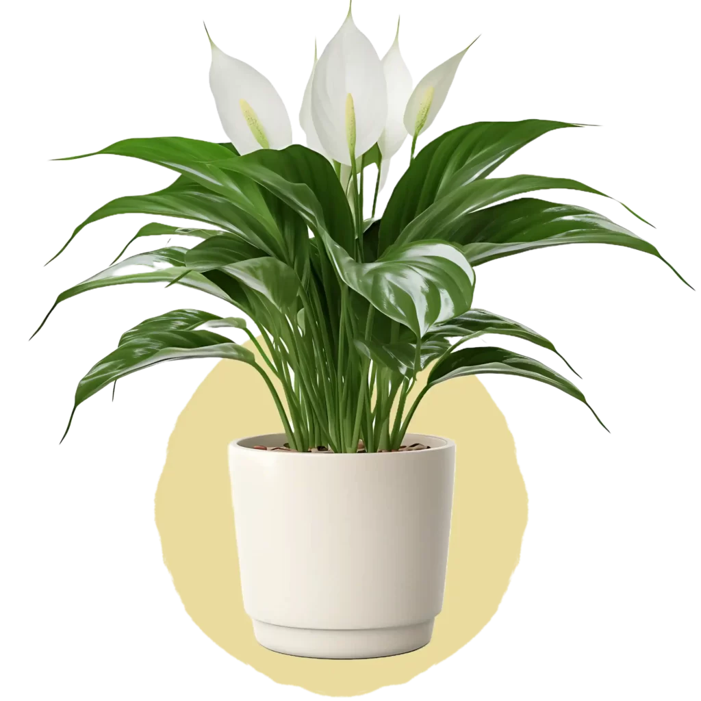 peace lily