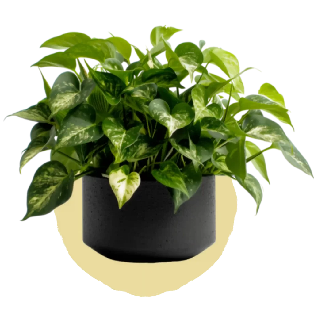 pothos plant