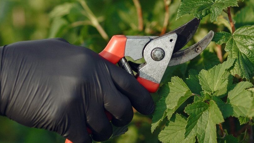 pruning strategies for tomatoes