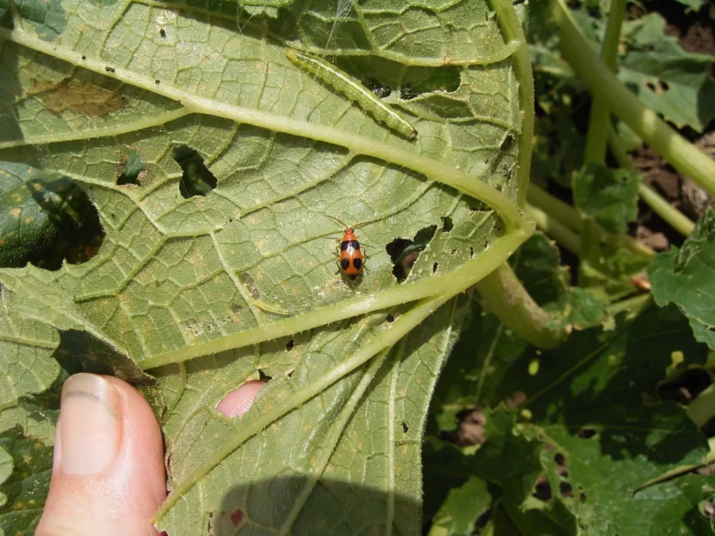 red pumpkin beetle control