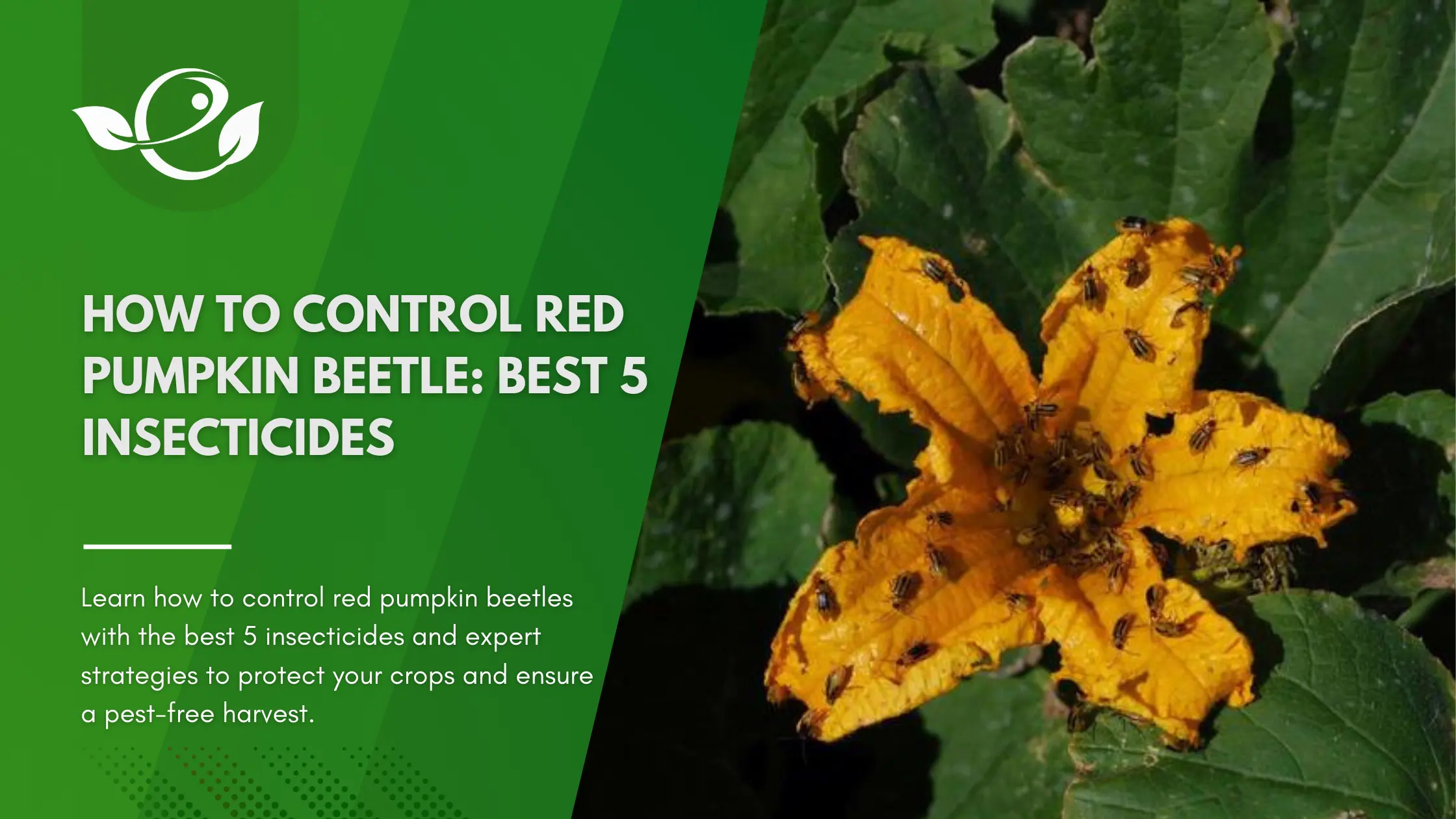 red pumpkin beetle control 2