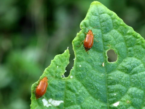 red pumpkin beetle