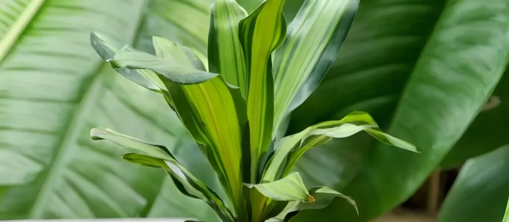 air purifying plants indoor