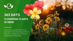 365 Days Flowering Plants in India