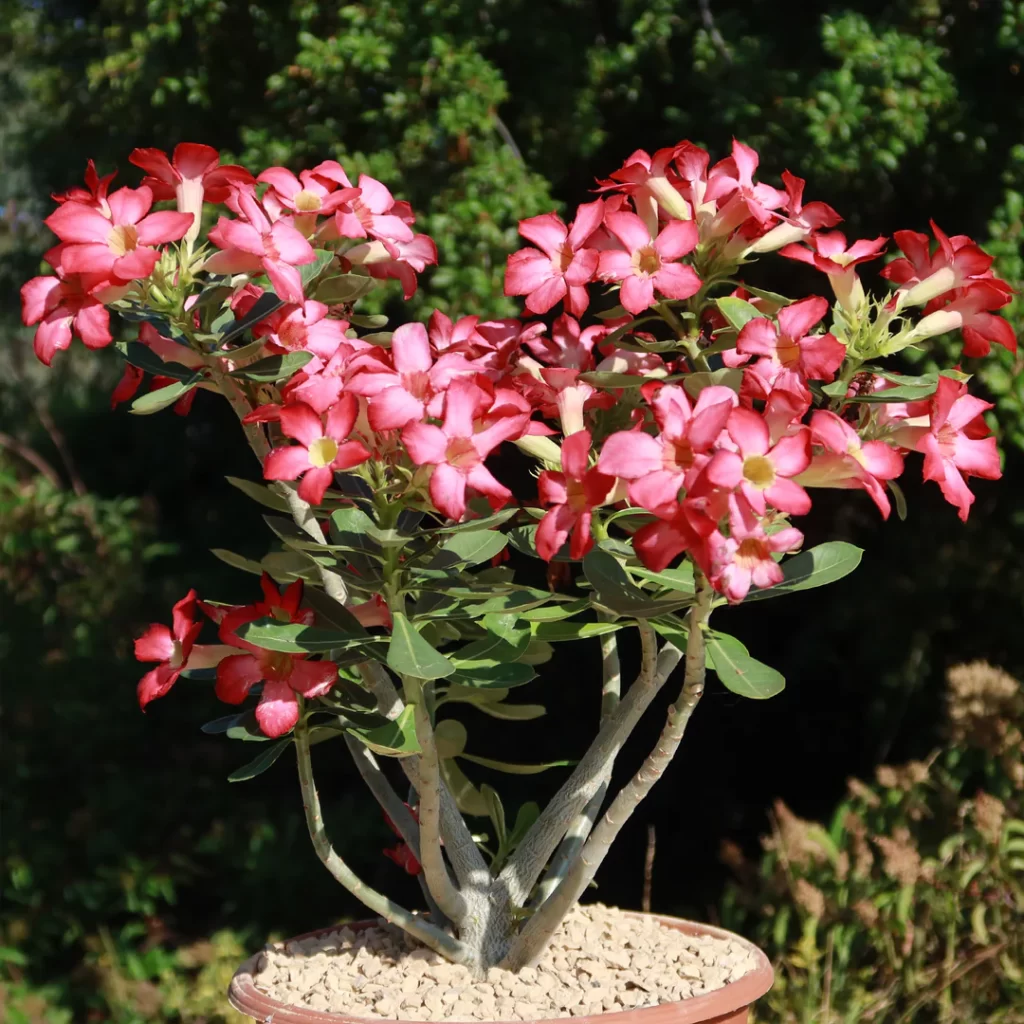 Adenium Desert Roses