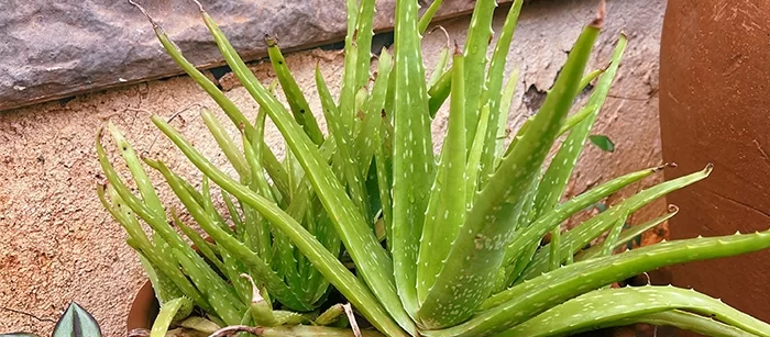 air purifying indoor plants