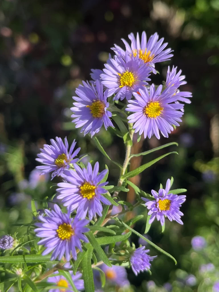 Perennials For Pollinators