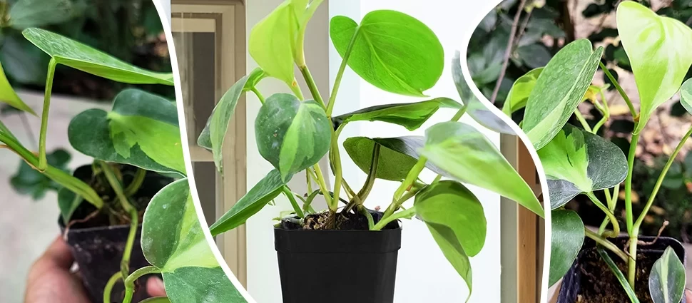 air purifying plants indoor