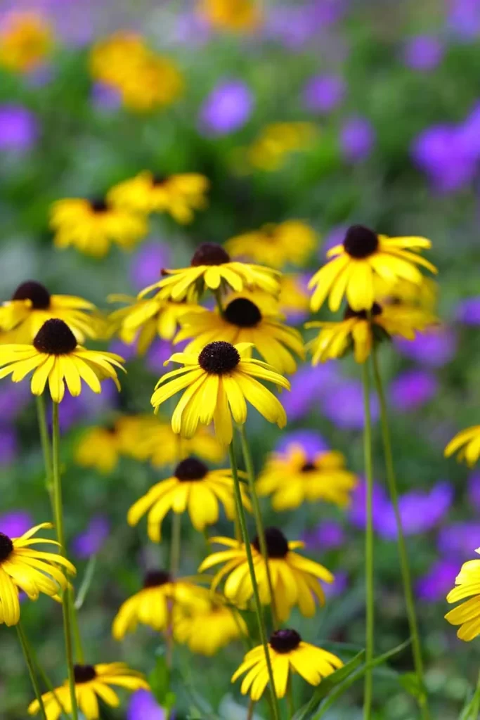 Black Eyed Susan A Classic Perennial 2