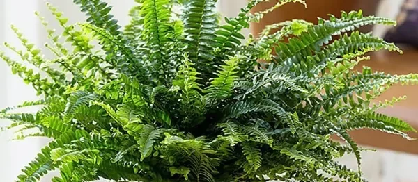 Air-Purifying Plants