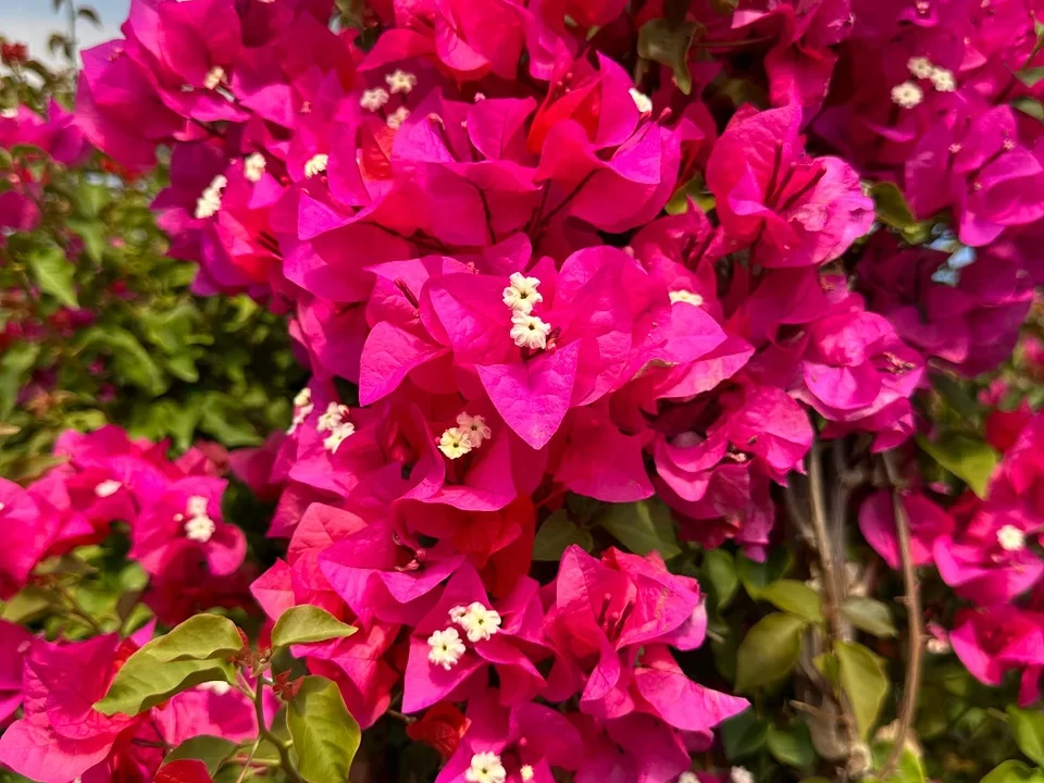 Bougainvillea edited