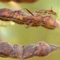 Feeds Tip 20191229 Know about the pod bug damaging to pigeon pea GJ N